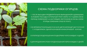 Как правильно приготовить зольный раствор для подкормки растений в Ральф Рингер